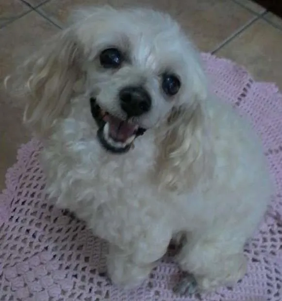 Cachorro ra a Poodle idade 6 ou mais anos nome Susi