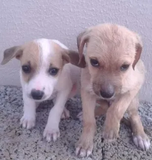 Cachorro raça  idade Abaixo de 2 meses nome Ainda não tem nome
