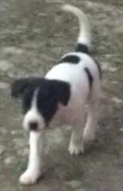 Cachorro raça vira-lata idade Abaixo de 2 meses nome FOFURAS