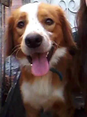 Cachorro raça Vira- lata  idade 2 anos nome Nemo