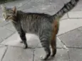 Cinza