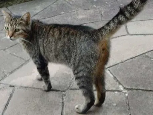 Gato ra a Vira lata idade 1 ano nome Cinza