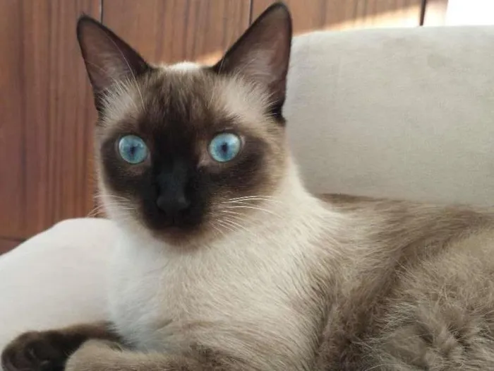 Gato ra a Siamês e nao de finida idade 7 a 11 meses nome Mia e Muffin