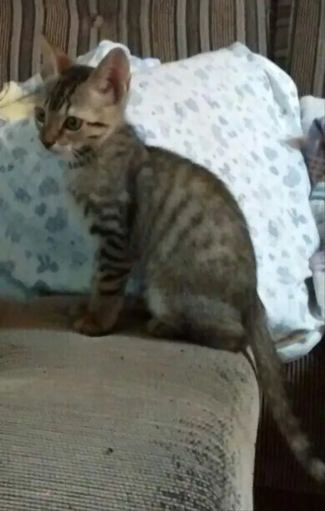 Gato ra a SRD idade 2 a 6 meses nome Grelhadinho
