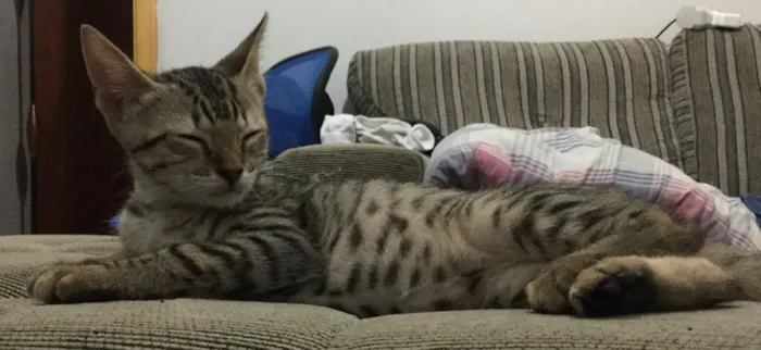 Gato ra a SRD idade 2 a 6 meses nome Grelhadinho