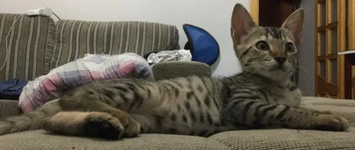 Gato ra a SRD idade 2 a 6 meses nome Grelhadinho
