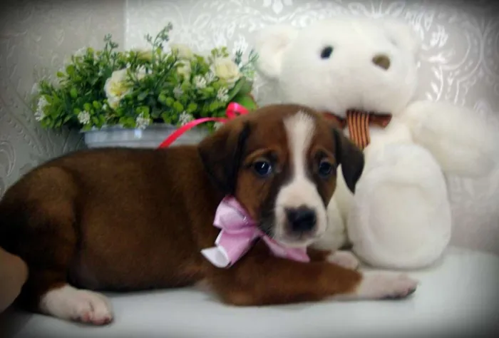 Cachorro ra a SRD idade Abaixo de 2 meses nome July