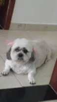 layka