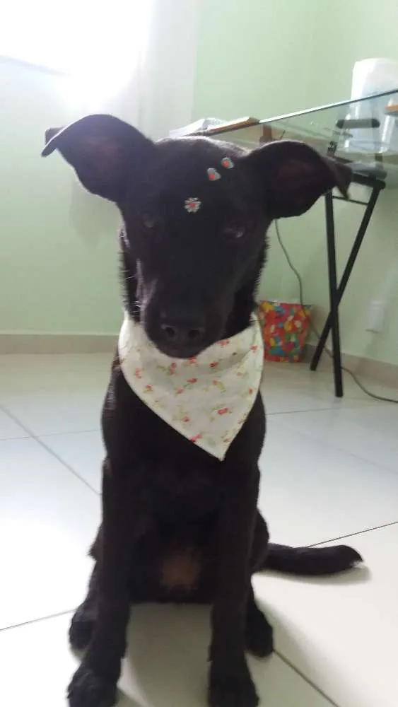 Cachorro ra a Vira lata idade 2 a 6 meses nome Nina