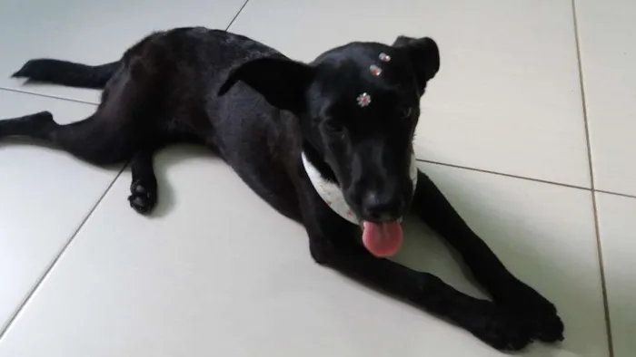 Cachorro ra a Vira lata idade 2 a 6 meses nome Nina
