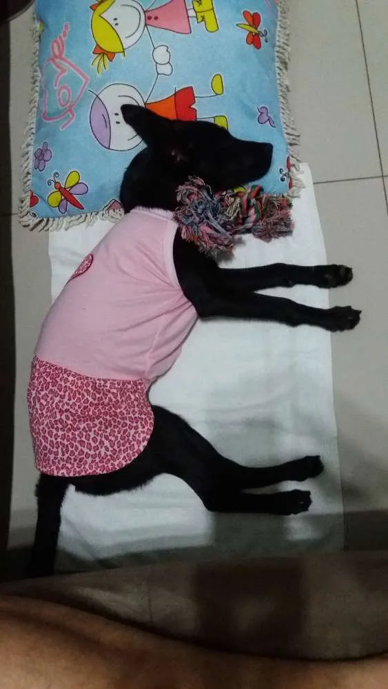Cachorro ra a Vira lata idade 2 a 6 meses nome Nina