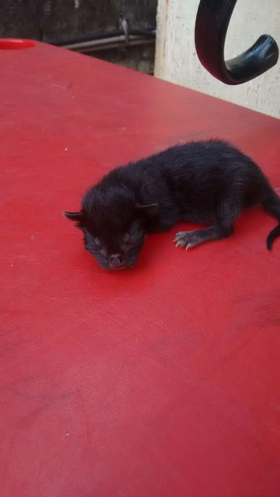 Gato ra a Sem raça definida idade 1 ano nome Kiara
