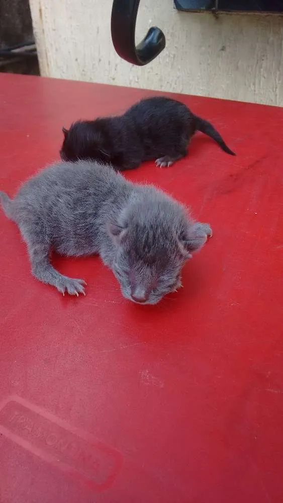 Gato ra a Sem raça definida idade 1 ano nome Kiara