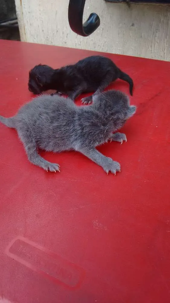 Gato ra a Sem raça definida idade 1 ano nome Kiara