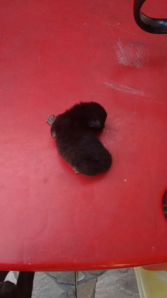 Gato ra a Sem raça definida idade 1 ano nome Kiara