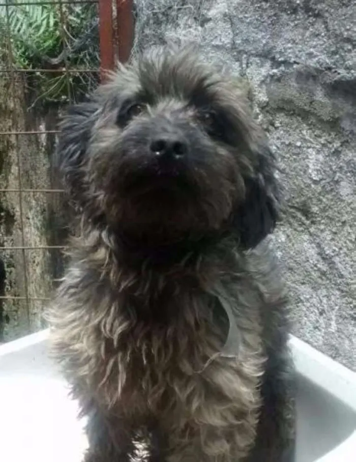 Cachorro ra a Poodle com Yorkshire idade 3 anos nome Madruga