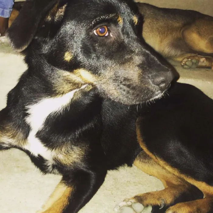 Cachorro ra a Vira Lata  idade 7 a 11 meses nome Amora 
