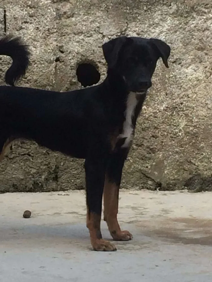 Cachorro ra a Vira Lata  idade 7 a 11 meses nome Amora 