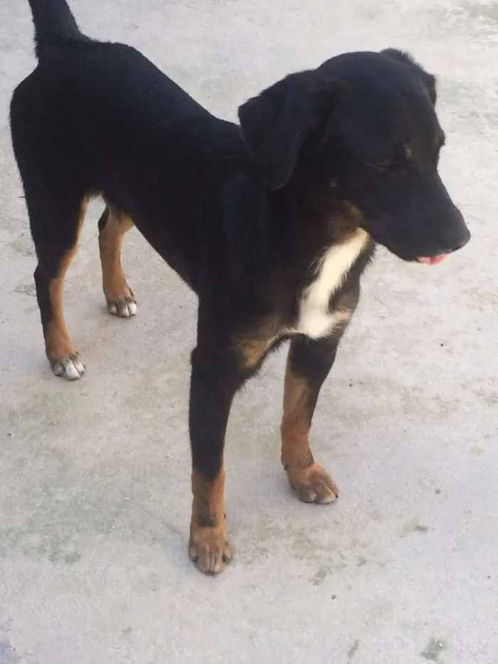 Cachorro ra a Vira Lata  idade 7 a 11 meses nome Amora 