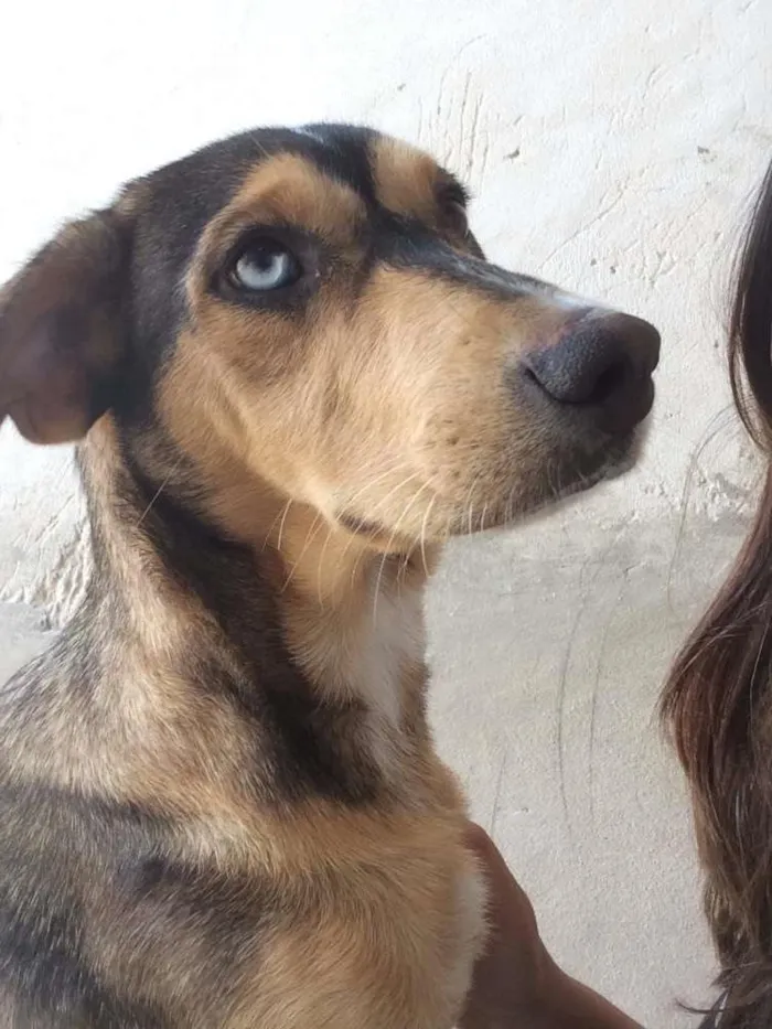 Cachorro ra a Vira Lata  idade 7 a 11 meses nome Jady 