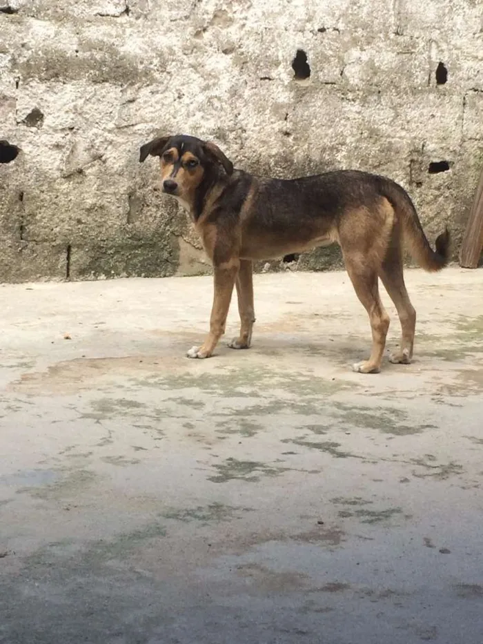 Cachorro ra a Vira Lata  idade 7 a 11 meses nome Jady 
