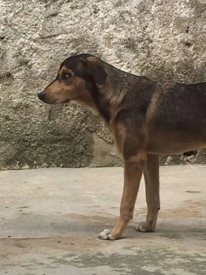 Cachorro ra a Vira Lata  idade 7 a 11 meses nome Jady 