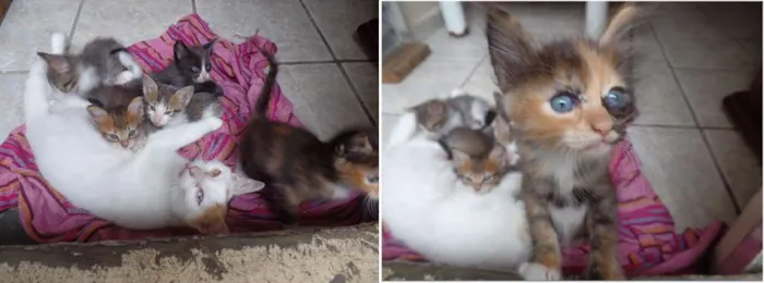Cachorro ra a vira lata  idade Abaixo de 2 meses nome Sem nome