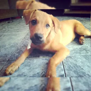 Cachorro raça Pit bul com pastor alemao idade 2 a 6 meses nome Luna