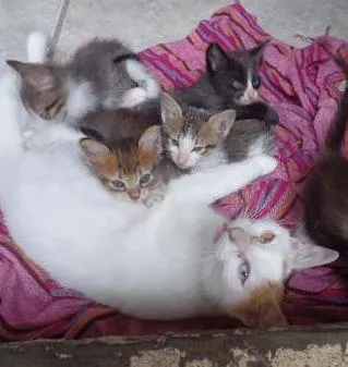 Cachorro ra a vira lata  idade Abaixo de 2 meses nome Sem nome