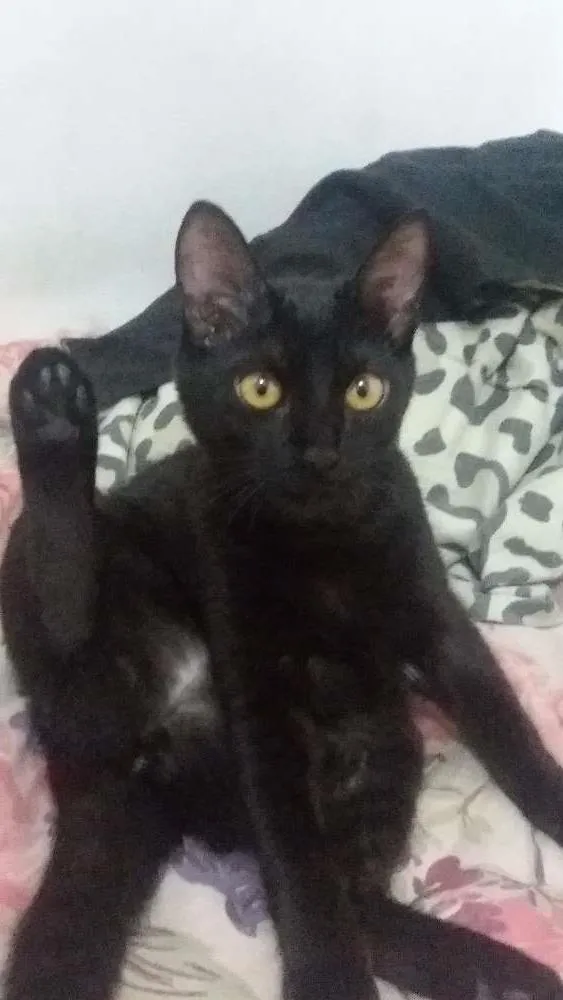 Gato ra a SRD idade 2 a 6 meses nome Sem nome