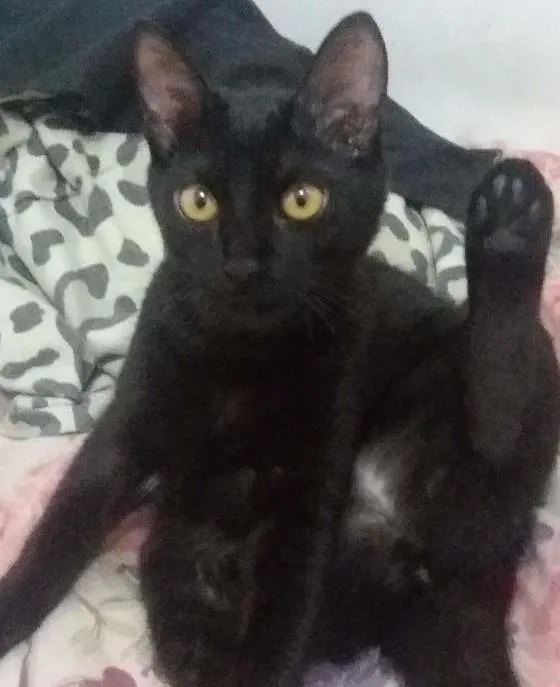 Gato ra a SRD idade 2 a 6 meses nome Sem nome