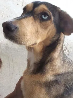 Cachorro raça Vira Lata  idade 7 a 11 meses nome Jady 