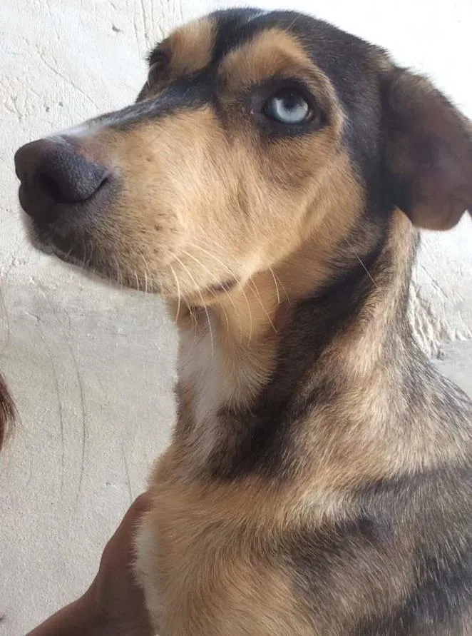 Cachorro ra a Vira Lata  idade 7 a 11 meses nome Jady 