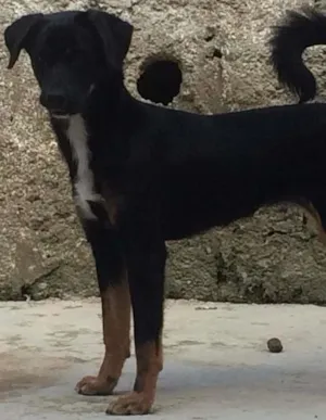 Cachorro raça Vira Lata  idade 7 a 11 meses nome Amora 