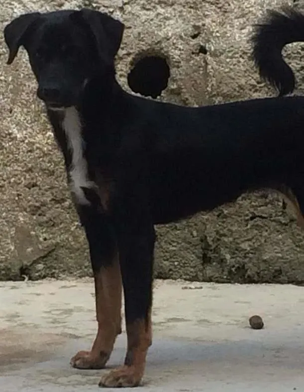 Cachorro ra a Vira Lata  idade 7 a 11 meses nome Amora 