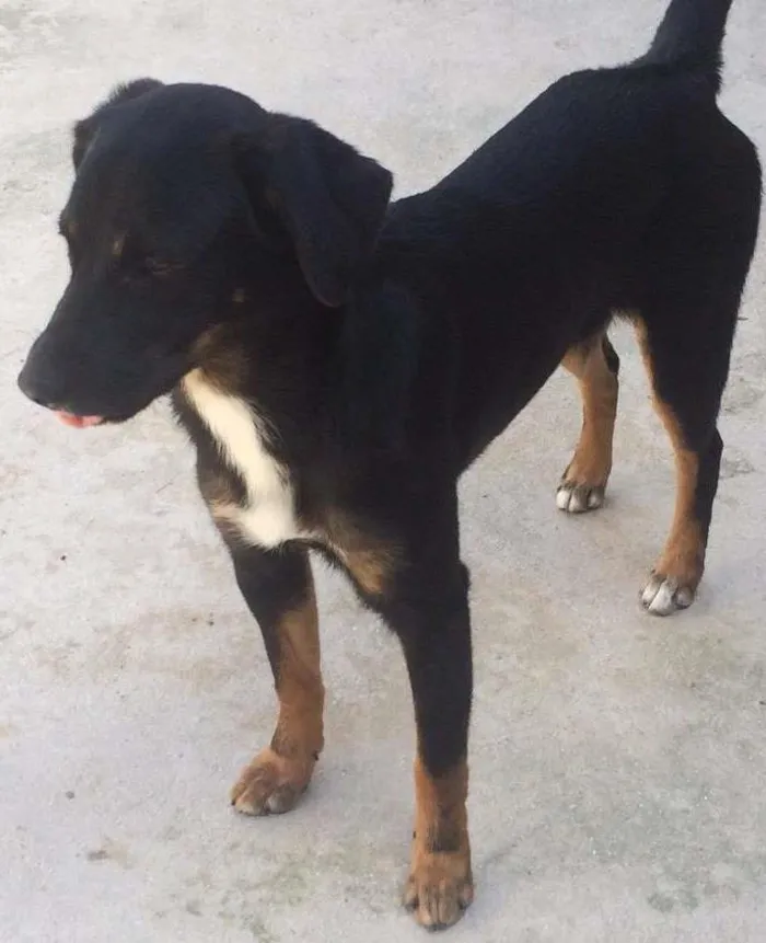 Cachorro ra a Vira Lata  idade 7 a 11 meses nome Amora 