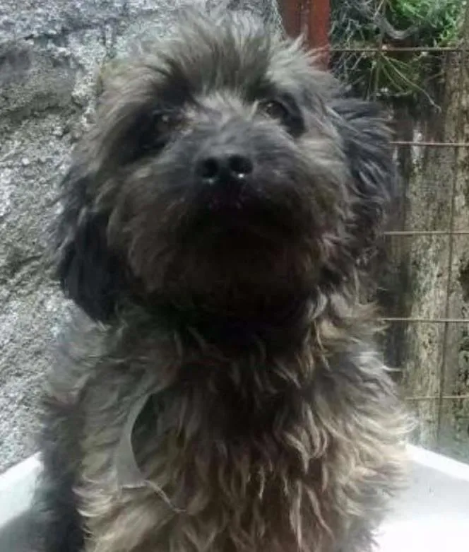 Cachorro ra a Poodle com Yorkshire idade 3 anos nome Madruga