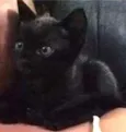 Alvin , Britani