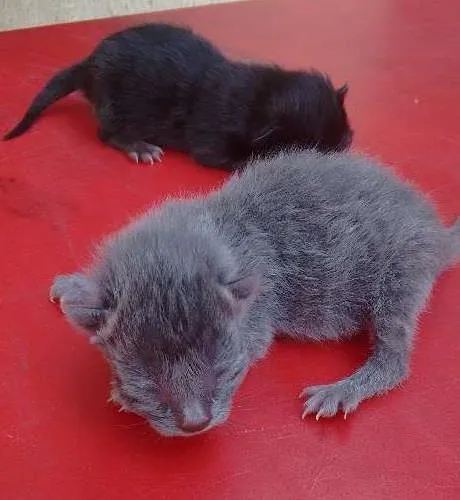 Gato ra a Sem raça definida idade 1 ano nome Kiara