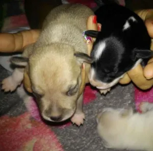 Cachorro raça vira lata  idade Abaixo de 2 meses nome cachorros 