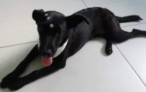 Cachorro raça Vira lata idade 2 a 6 meses nome Nina