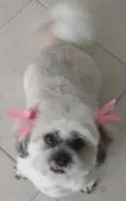 layka