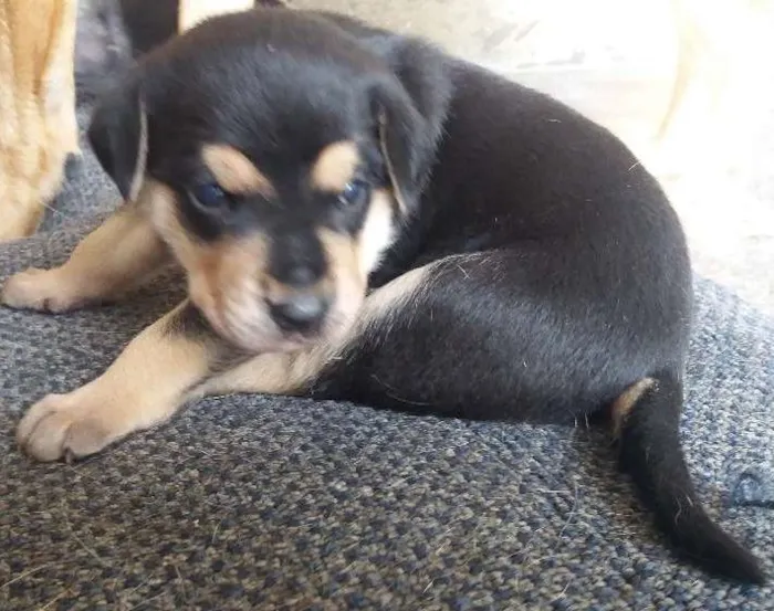 Cachorro ra a Não são de raça  idade Abaixo de 2 meses nome Sem nome