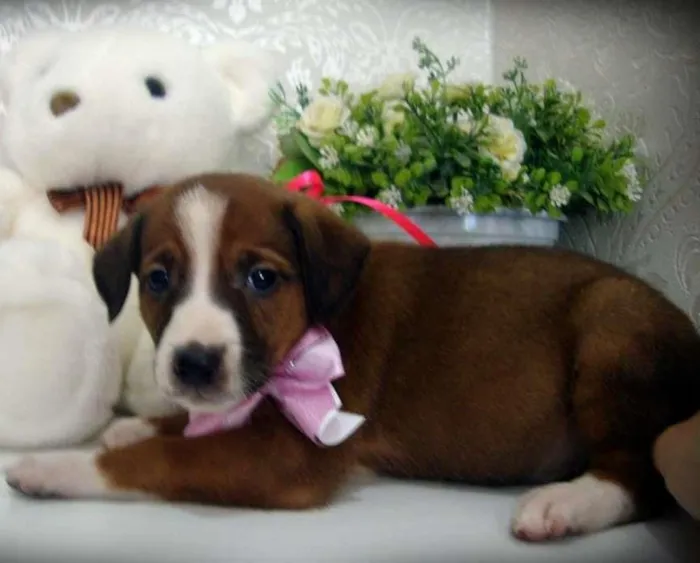 Cachorro ra a SRD idade Abaixo de 2 meses nome July