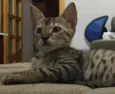 Grelhadinho