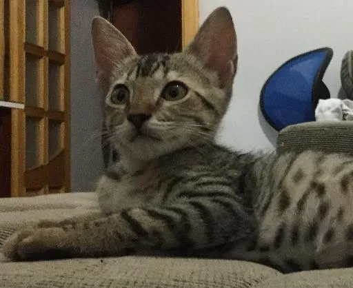 Gato ra a SRD idade 2 a 6 meses nome Grelhadinho