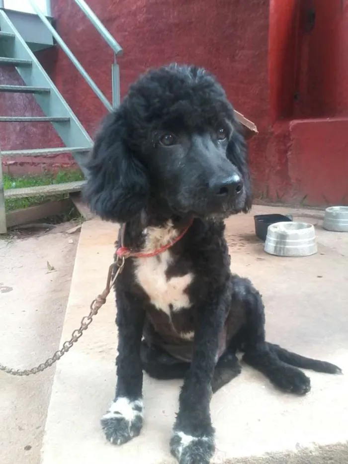 Cachorro ra a Poodle idade 2 anos nome Neguinho