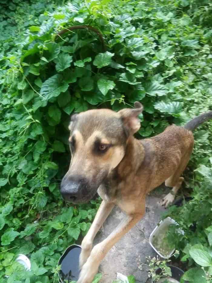 Cachorro raça pastor alemão + vira lata idade 2 anos nome chalie