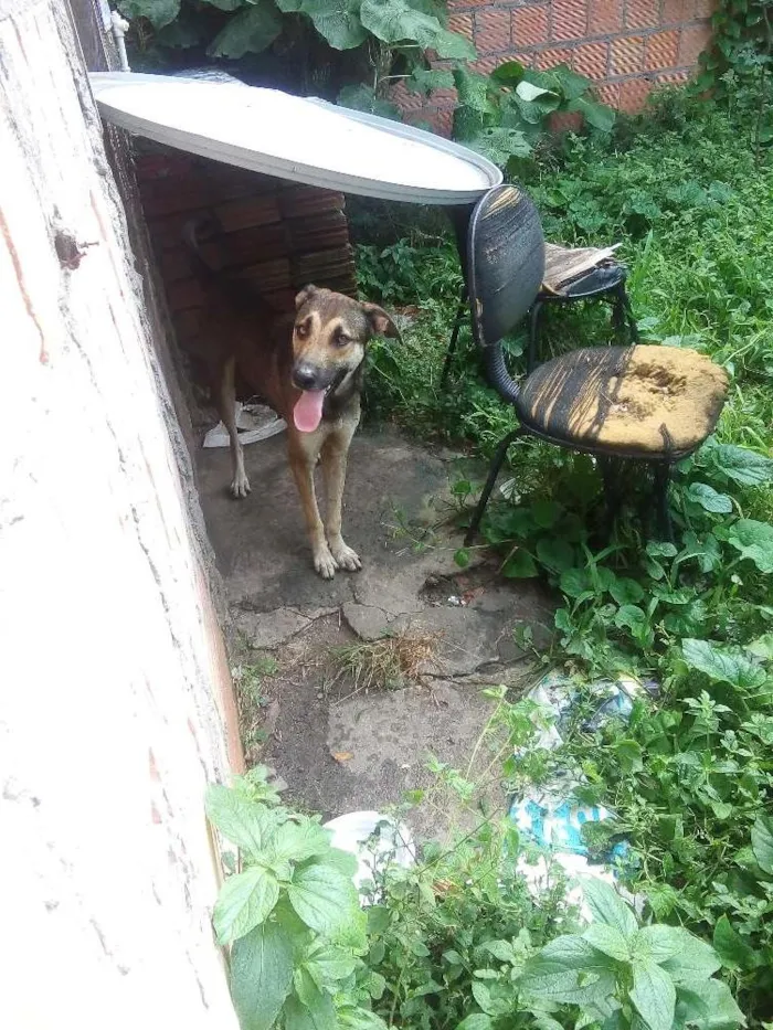 Cachorro raça pastor alemão + vira lata idade 2 anos nome chalie