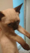 Gatinhos